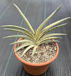 Variegated Sansevieria Lavranos Blue Clone | Live Snake Plant