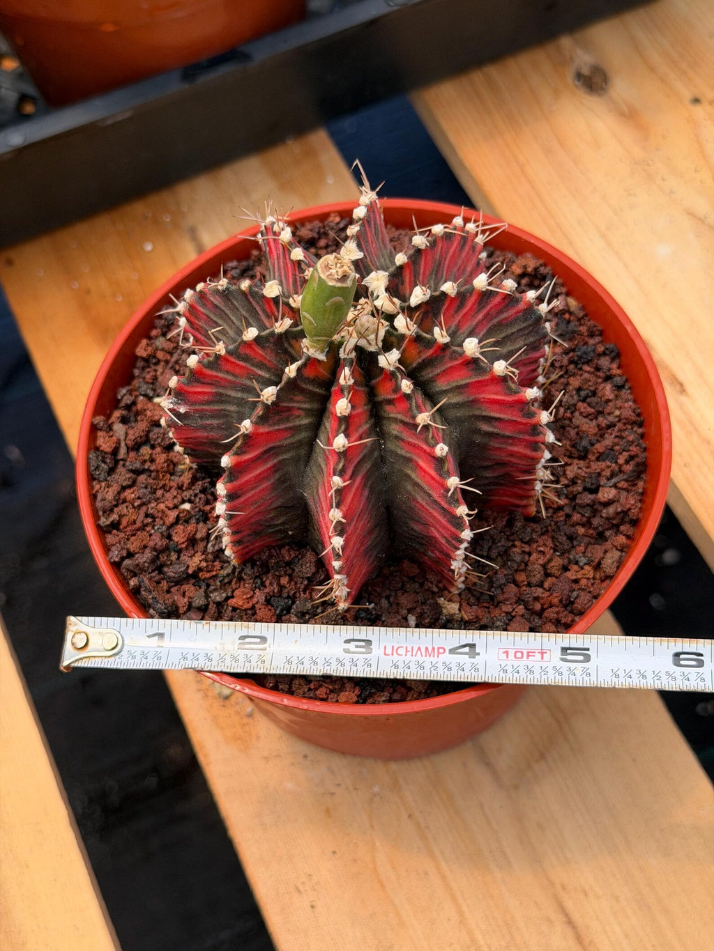 Variegated Gymnocalycium Mihanovichii | Rare Live Collector Cactus #424