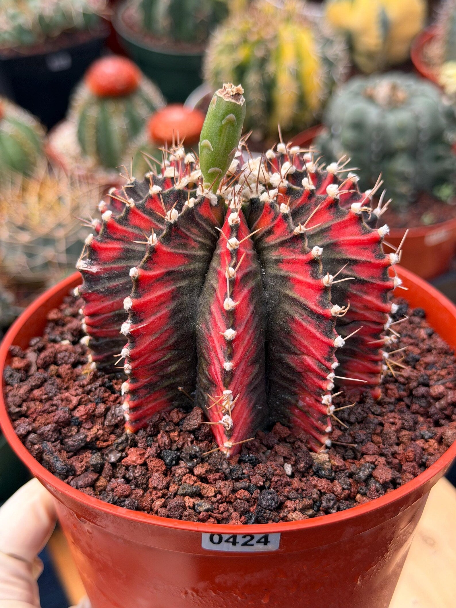 Variegated Gymnocalycium Mihanovichii | Rare Live Collector Cactus #424