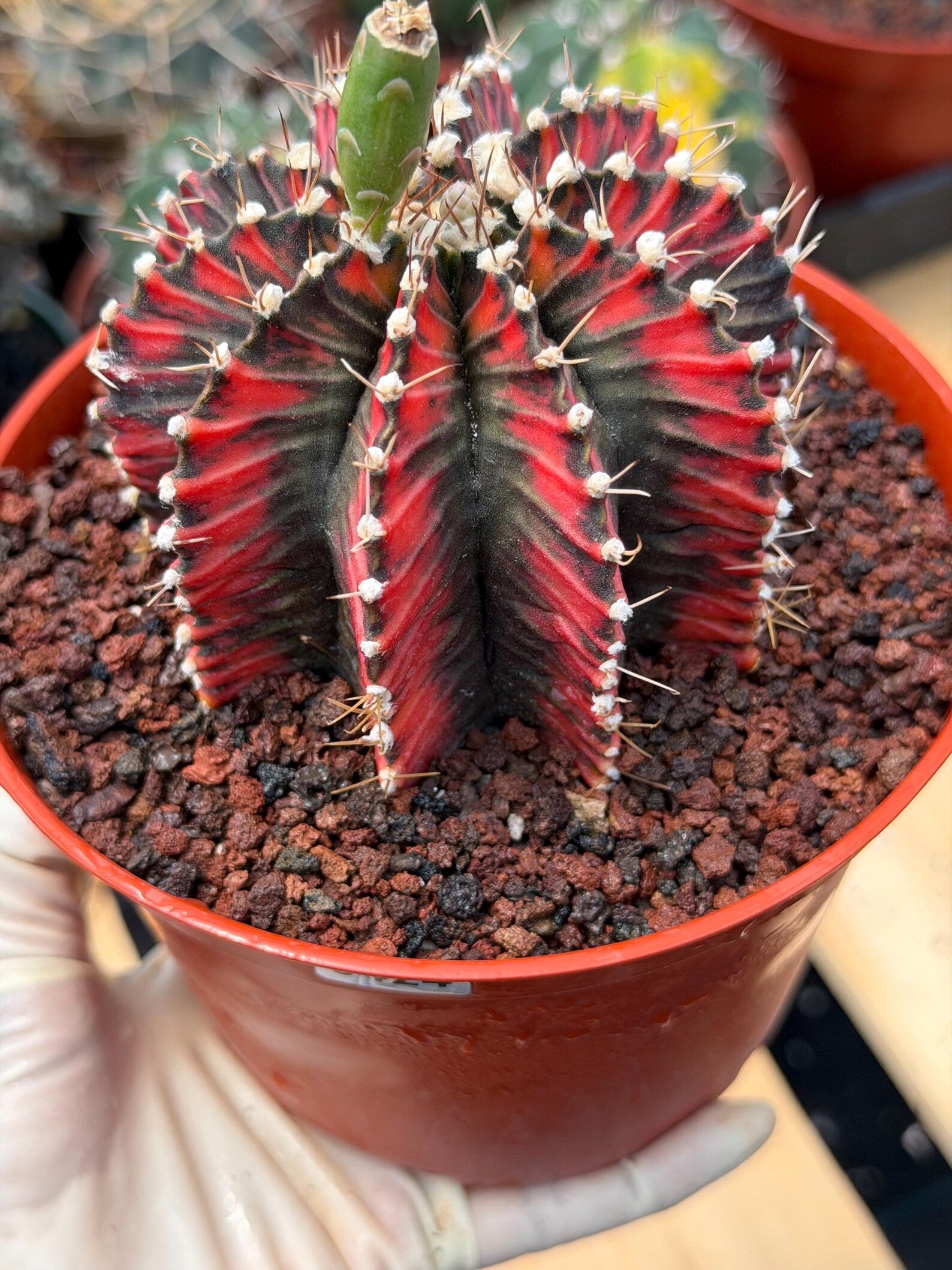 Variegated Gymnocalycium Mihanovichii | Rare Live Collector Cactus #424