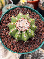 Melocactus Dwarf Form Seed Grown | Rare Live Cactus Plant | Easy Care Collector Cactus
