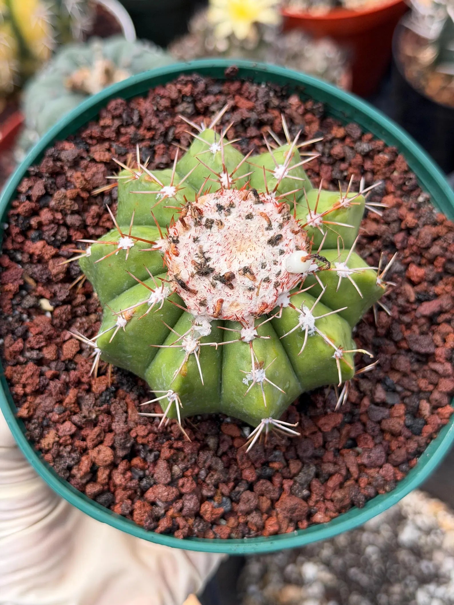 Melocactus Dwarf Form Seed Grown | Rare Live Cactus Plant | Easy Care Collector Cactus