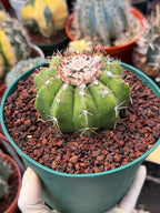 Melocactus Dwarf Form Seed Grown | Rare Live Cactus Plant | Easy Care Collector Cactus