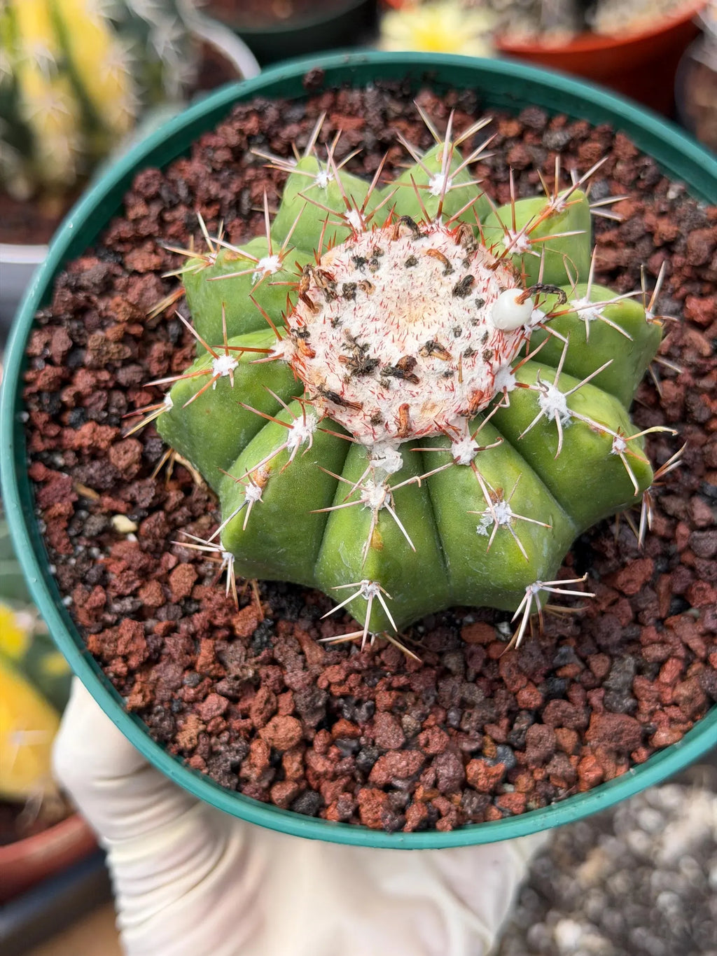 Melocactus Dwarf Form Seed Grown | Rare Live Cactus Plant | Easy Care Collector Cactus