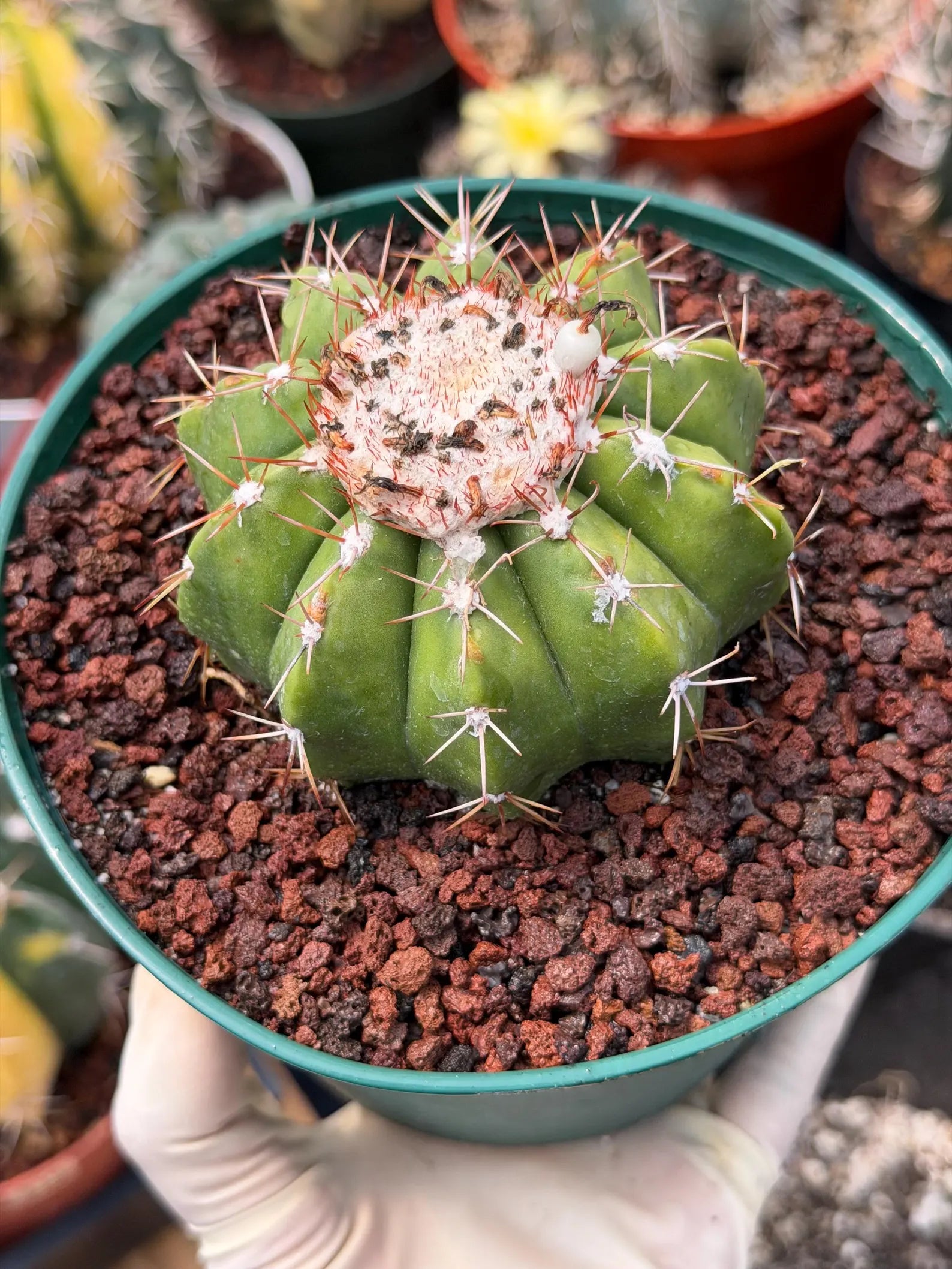 Melocactus Dwarf Form Seed Grown | Rare Live Cactus Plant | Easy Care Collector Cactus