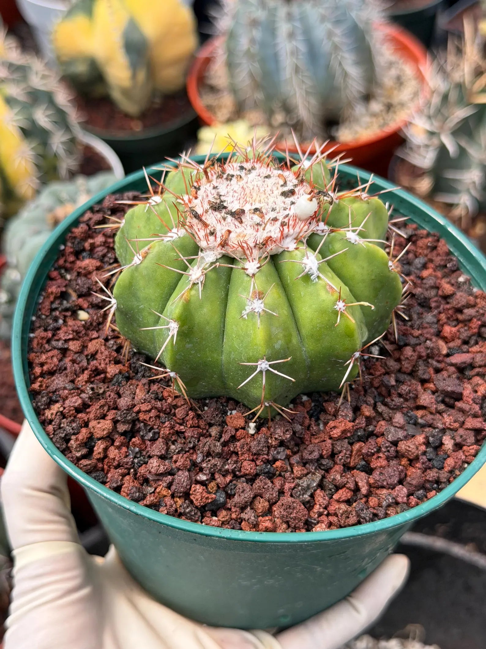 Melocactus Dwarf Form Seed Grown | Rare Live Cactus Plant | Easy Care Collector Cactus