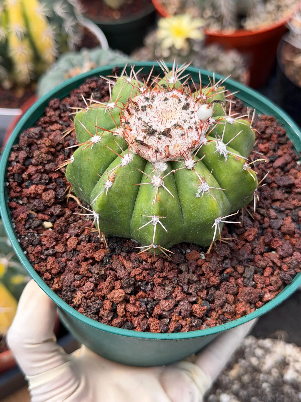Melocactus Dwarf Form Seed Grown | Rare Live Cactus Plant | Easy Care Collector Cactus