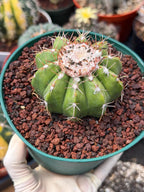 Melocactus Dwarf Form Seed Grown | Rare Live Cactus Plant | Easy Care Collector Cactus