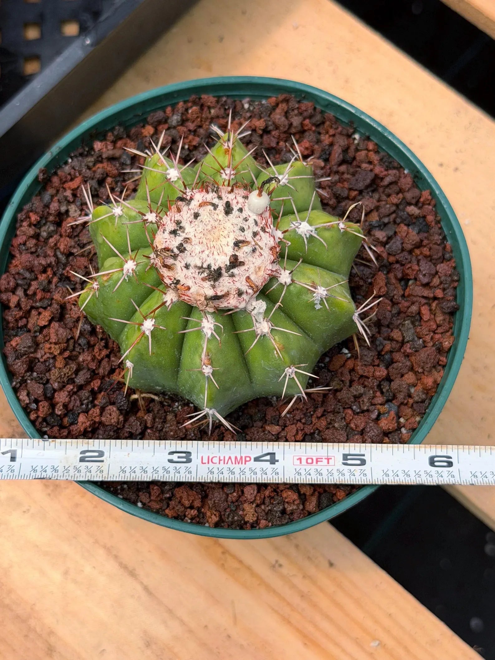 Melocactus Dwarf Form Seed Grown | Rare Live Cactus Plant | Easy Care Collector Cactus