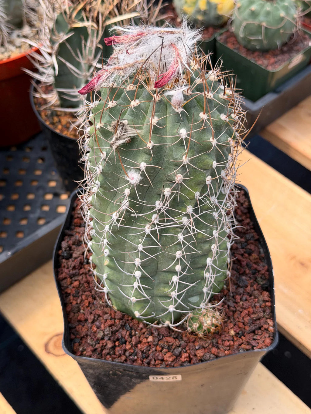 Variegated Matucana Madisoniorum Red Flower Cactus #428