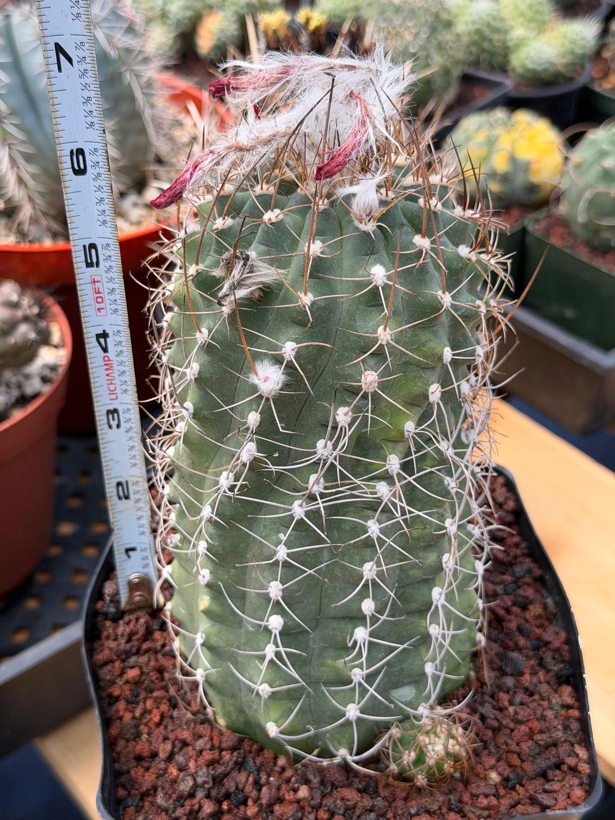 Variegated Matucana Madisoniorum Red Flower Cactus #428