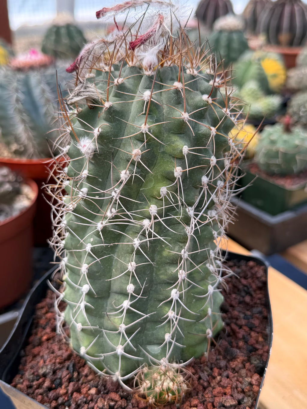 Variegated Matucana Madisoniorum Red Flower Cactus #428
