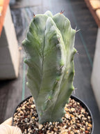 Stenocereus Pruinosus Spiral Form | Gray Ghost Cactus | Rare Large Cactus | Live Plant