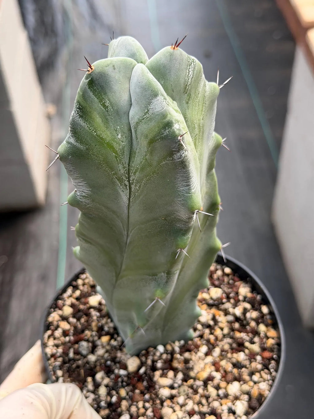 Stenocereus Pruinosus Spiral Form | Gray Ghost Cactus | Rare Large Cactus | Live Plant