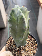Stenocereus Pruinosus Spiral Form | Gray Ghost Cactus | Rare Large Cactus | Live Plant