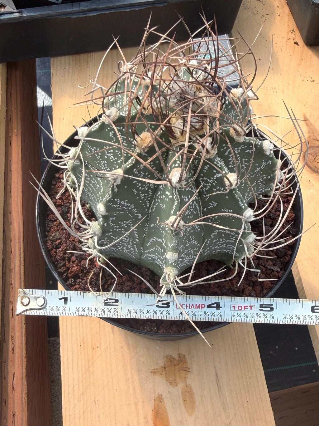 Astrophytum Capricorn White Flecking Rare Seed Grown Live Cactus – Exact Collector Plant #446
