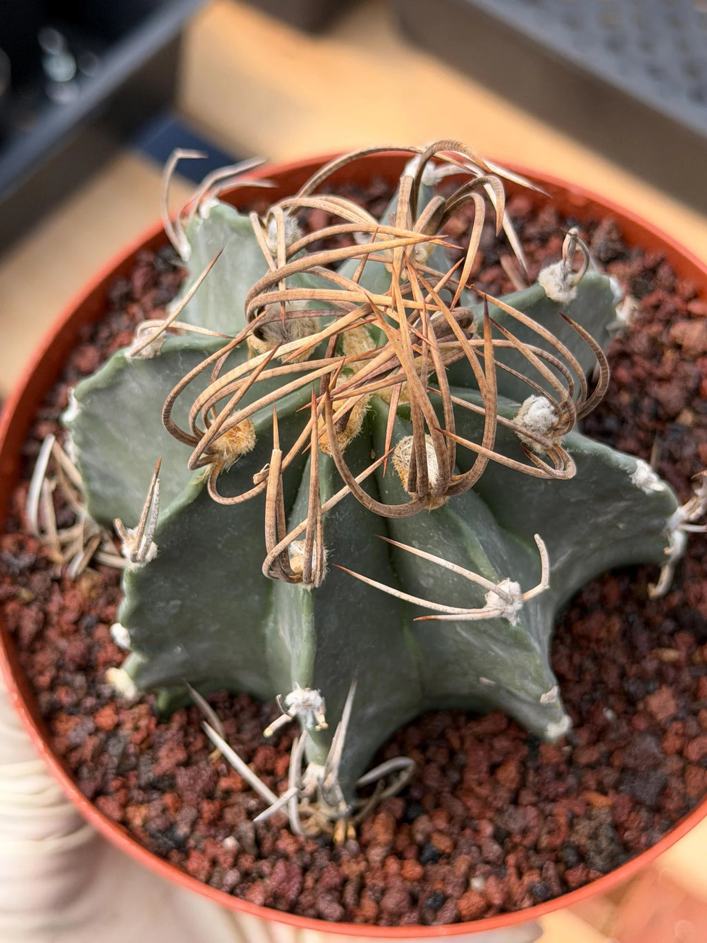 Astrophytum Capricorn Buffalo Rare Seed Grown Live Cactus – Exact Collector Plant #336