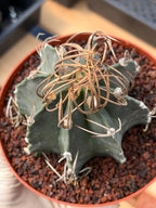 Astrophytum Capricorn Buffalo Rare Seed Grown Live Cactus – Exact Collector Plant #336
