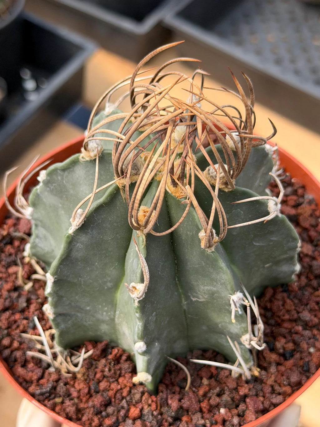 Astrophytum Capricorn Buffalo Rare Seed Grown Live Cactus – Exact Collector Plant #336
