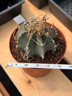 Astrophytum Capricorn Buffalo Rare Seed Grown Live Cactus – Exact Collector Plant #336
