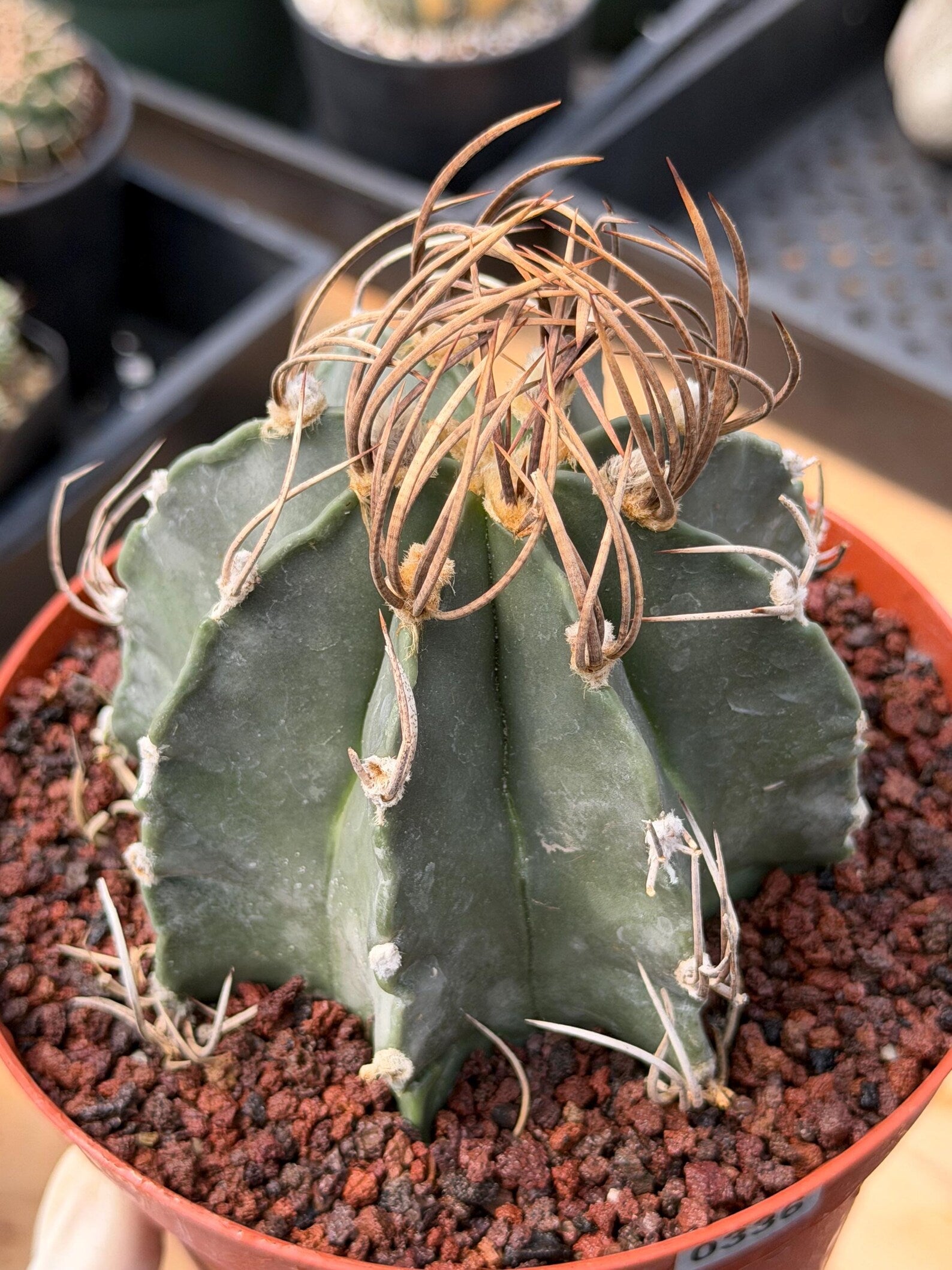 Astrophytum Capricorn Buffalo Rare Seed Grown Live Cactus – Exact Collector Plant #336