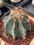 Astrophytum Capricorn White Flecking Rare Seed Grown Live Cactus – Exact Collector Plant #446