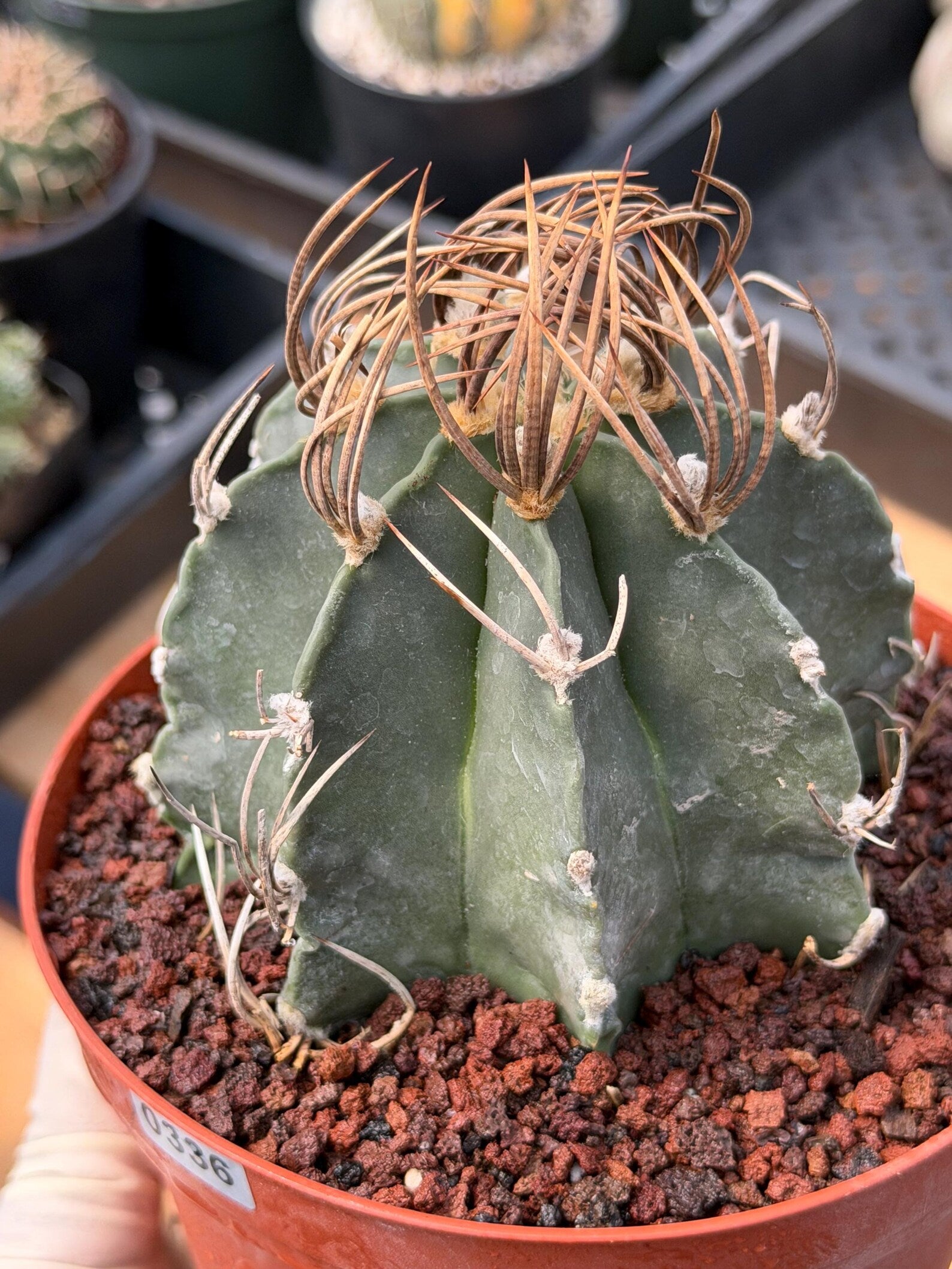 Astrophytum Capricorn Buffalo Rare Seed Grown Live Cactus – Exact Collector Plant #336