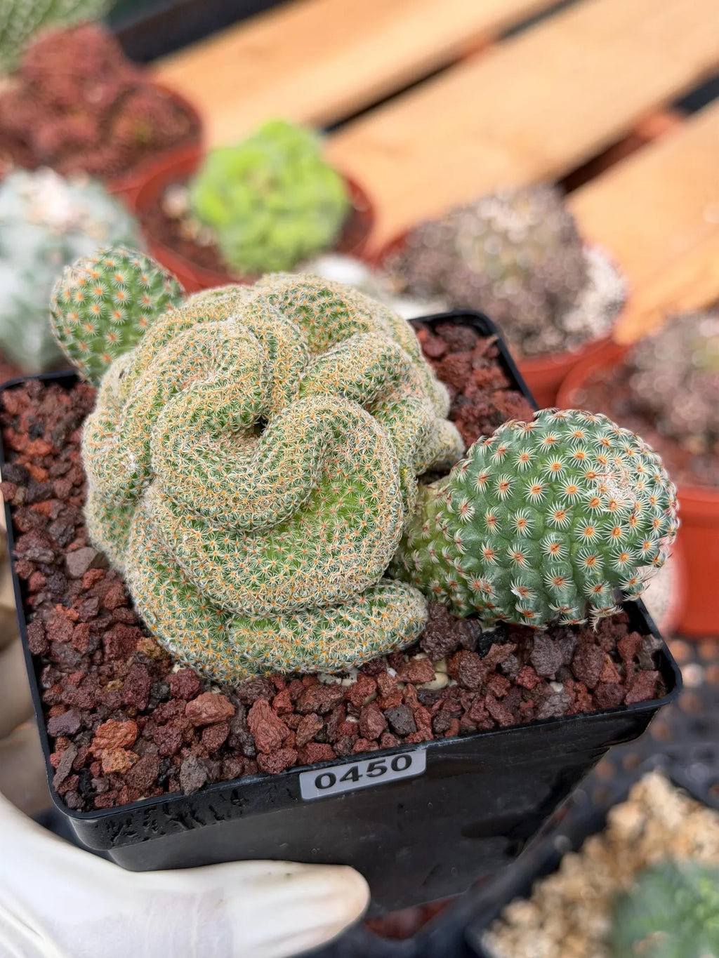 Crested Mammillaria Huitzilopochtli #450 | Rare Live Cactus | Crested Collector Plant | Exact Plant | Succulent Gift