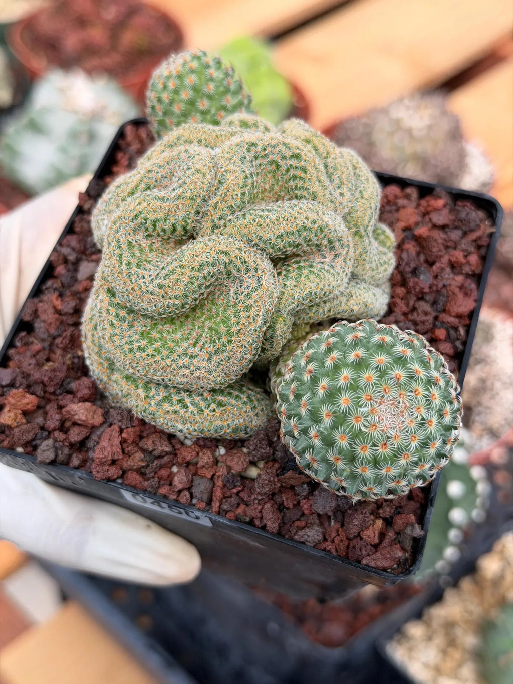 Crested Mammillaria Huitzilopochtli #450 | Rare Live Cactus | Crested Collector Plant | Exact Plant | Succulent Gift