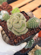 Crested Mammillaria Huitzilopochtli #450 | Rare Live Cactus | Crested Collector Plant | Exact Plant | Succulent Gift