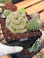 Crested Mammillaria Huitzilopochtli #450 | Rare Live Cactus | Crested Collector Plant | Exact Plant | Succulent Gift