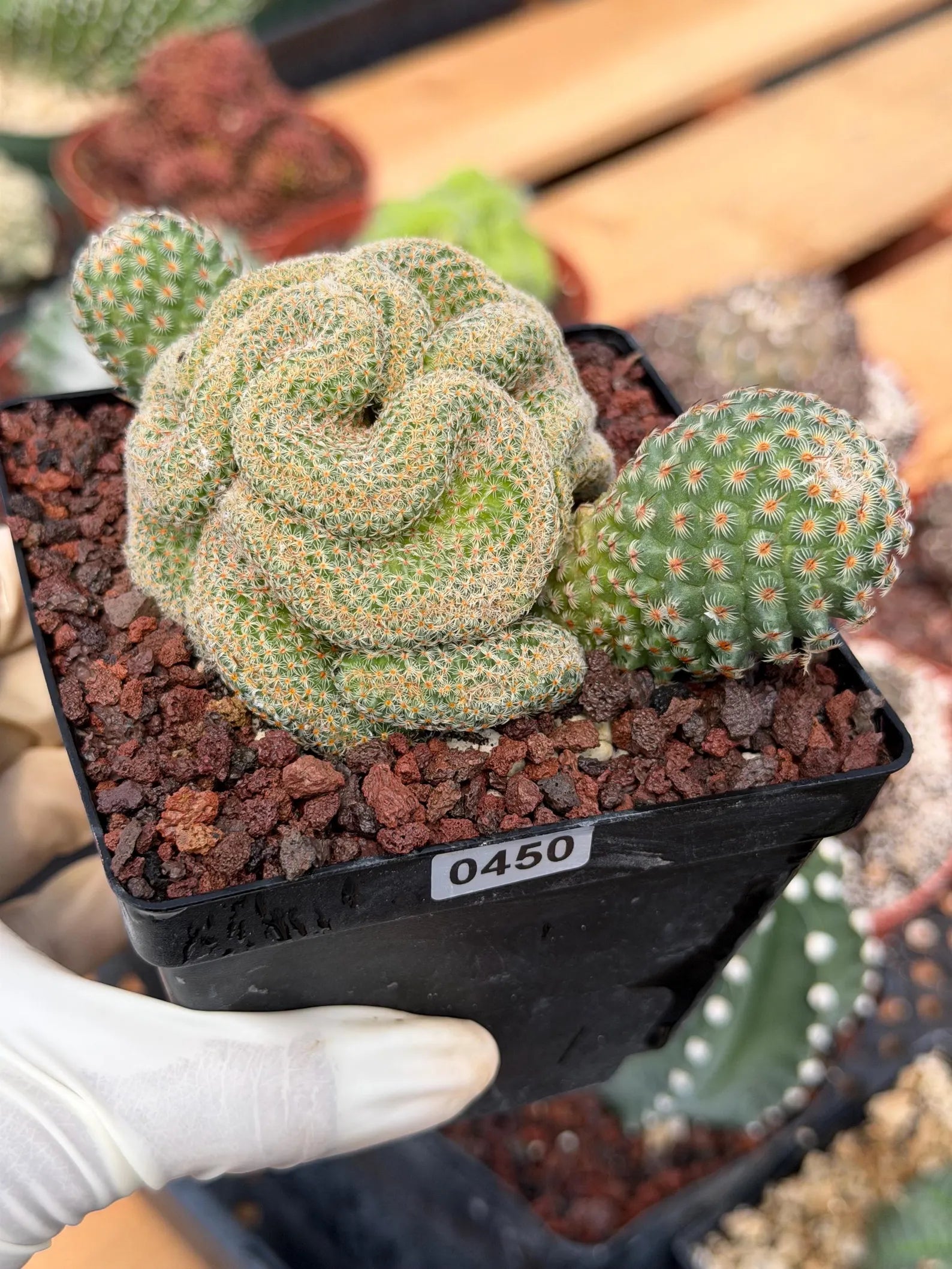 Crested Mammillaria Huitzilopochtli #450 | Rare Live Cactus | Crested Collector Plant | Exact Plant | Succulent Gift