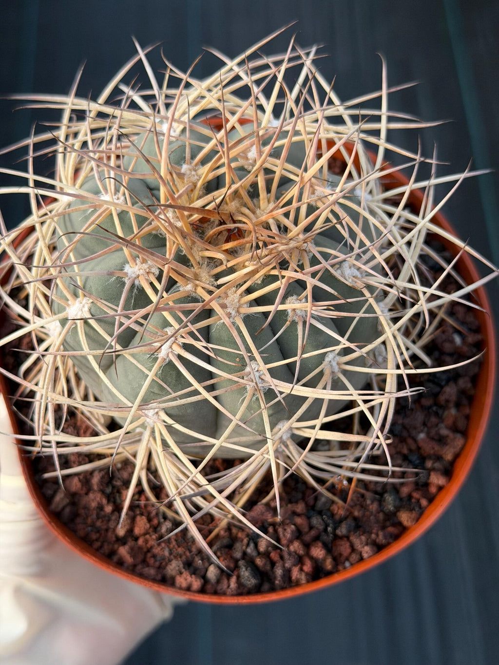 Gymnocalycium Cardenasianum Seed Grown Live Cactus – Rare Spined Collector Plant | 6 Inch Specimen #279