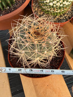 Gymnocalycium Cardenasianum Seed Grown Live Cactus – Rare Spined Collector Plant | 6 Inch Specimen #279