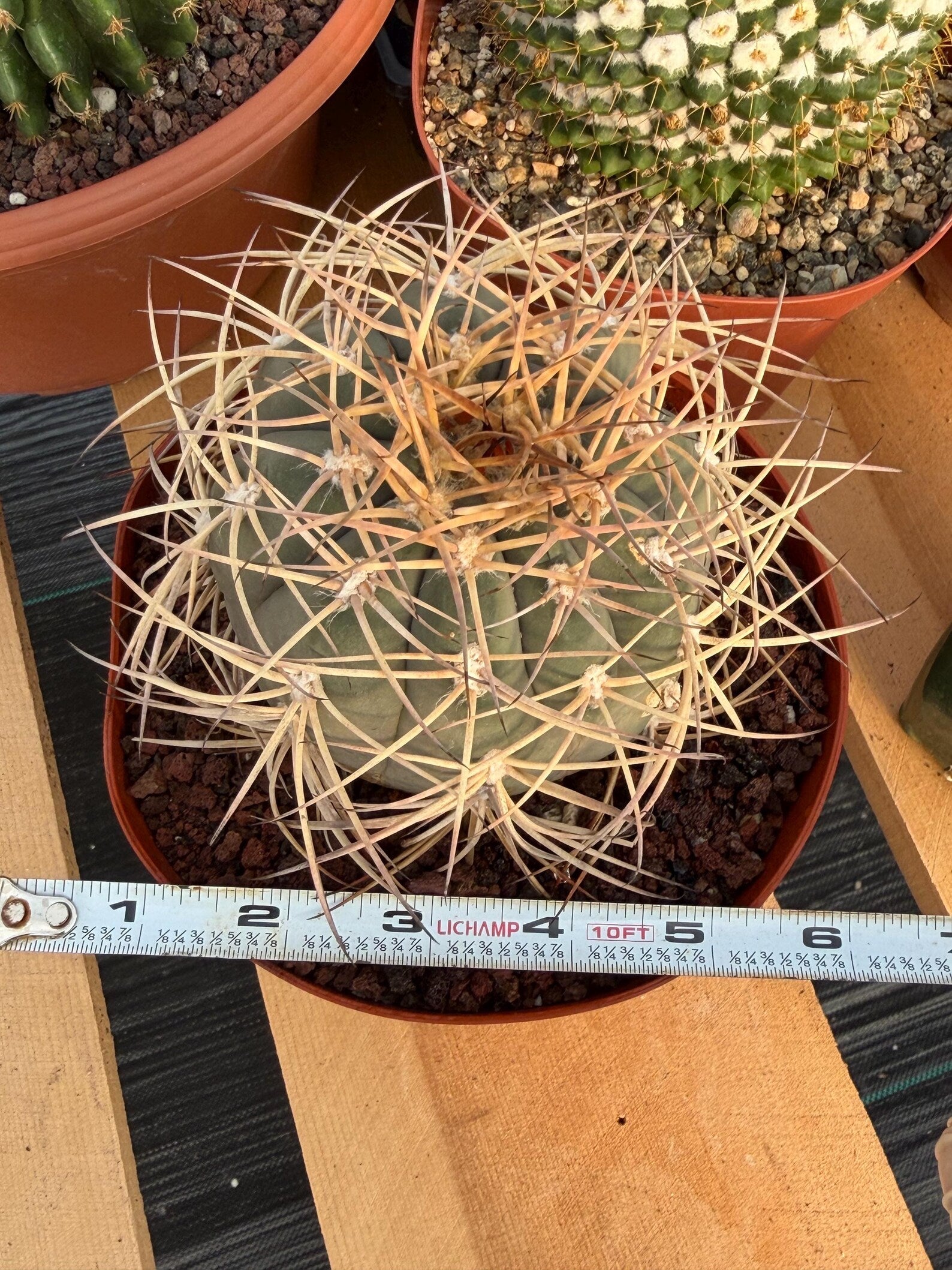 Gymnocalycium Cardenasianum Seed Grown Live Cactus – Rare Spined Collector Plant | 6 Inch Specimen #279