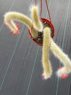 Hairy Monkey Tail Cactus Rare Live Trailing Succulent – Exact White Hair Clone Plant #311