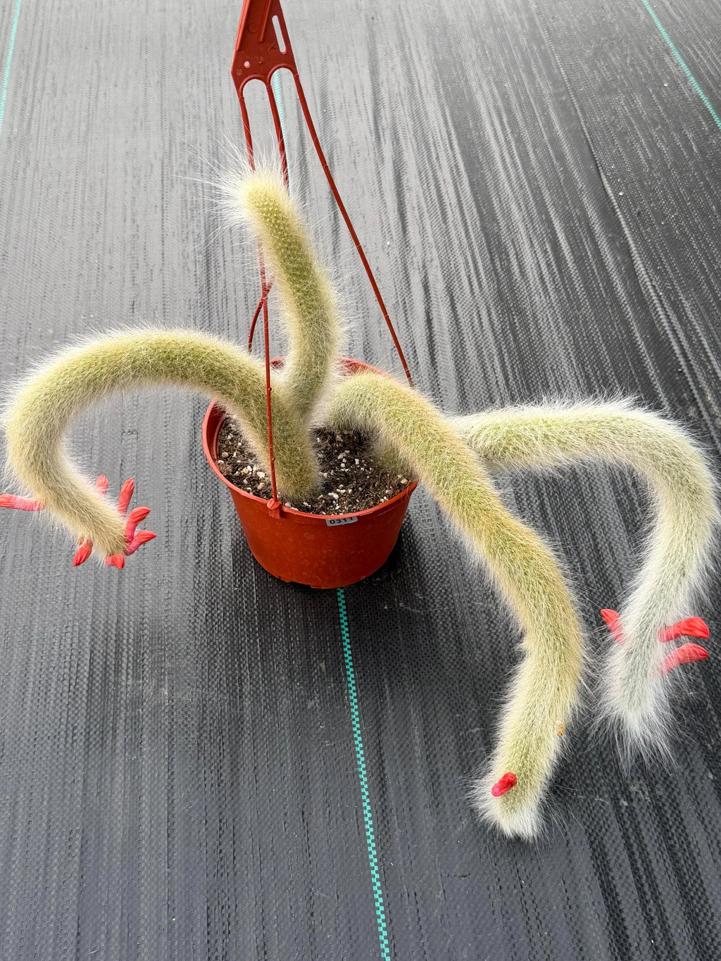 Hairy Monkey Tail Cactus Rare Live Trailing Succulent – Exact White Hair Clone Plant #311