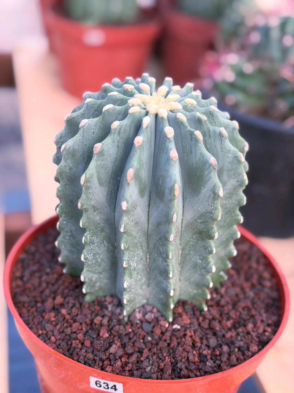 Ferocactus Glaucescens Inermis Cluster Rare Live Cactus – Exact Collector Specimen #340