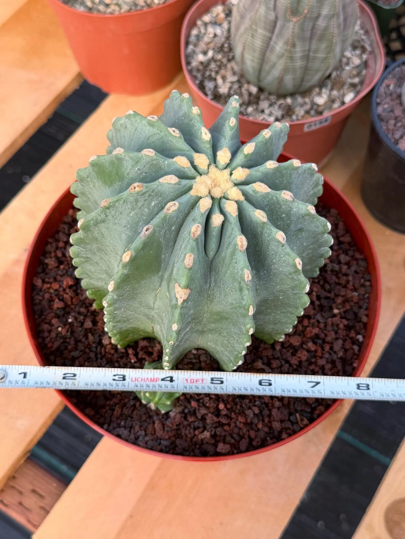 Ferocactus Glaucescens Inermis Cluster Rare Live Cactus – Exact Collector Specimen #340