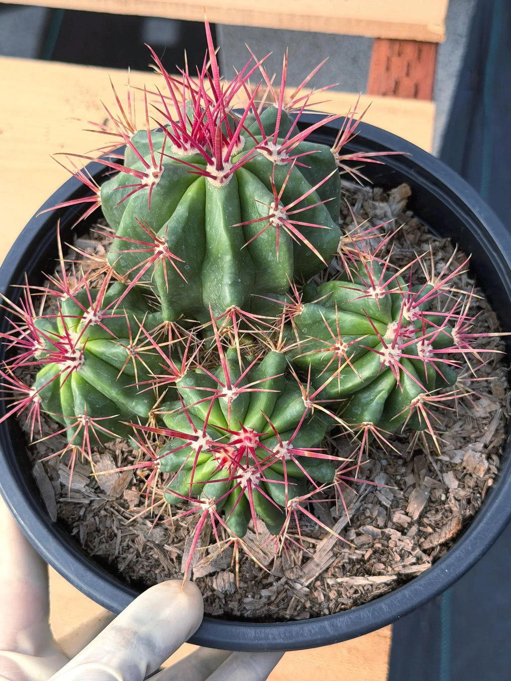 Ferocactus Gracilis Red Spine Cluster Cactus – Rare Live Plant #429