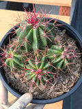 Ferocactus Gracilis Red Spine Cluster Cactus – Rare Live Plant #429