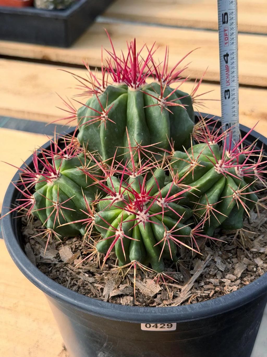 Ferocactus Gracilis Red Spine Cluster Cactus – Rare Live Plant #429