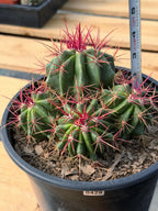 Ferocactus Gracilis Red Spine Cluster Cactus – Rare Live Plant #429