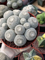 Mammillaria Perbella Cluster #427 | Rare Specimen Live Cactus