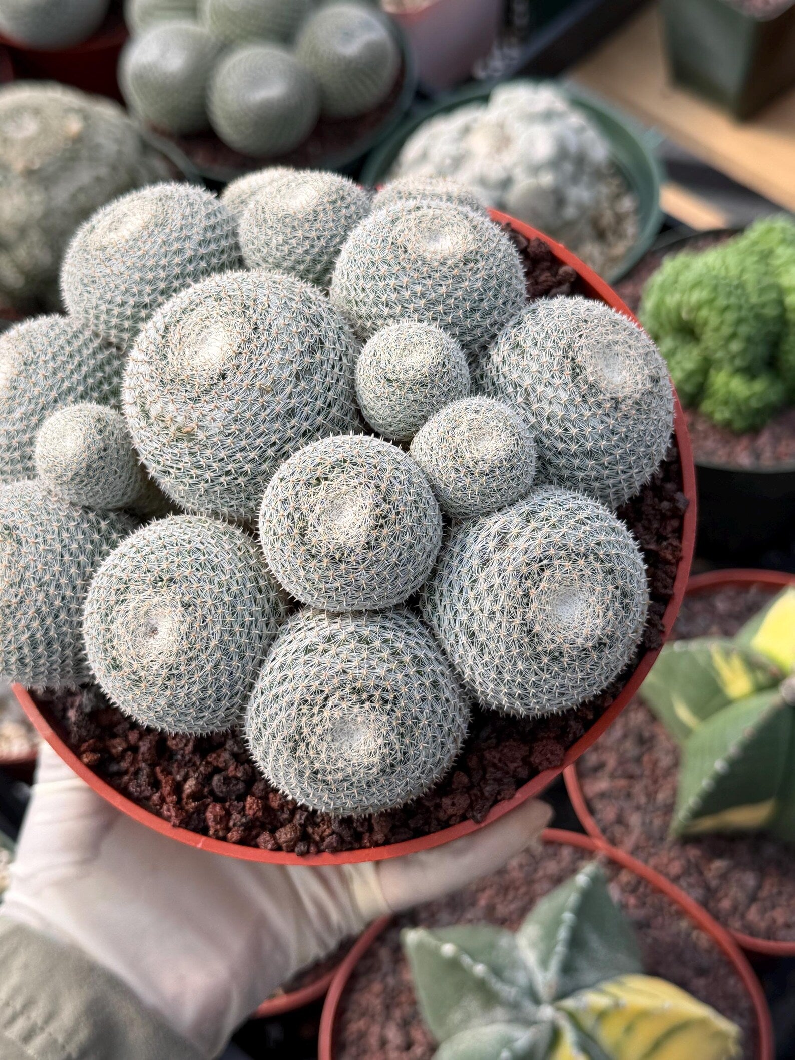 Mammillaria Perbella Cluster #427 | Rare Specimen Live Cactus