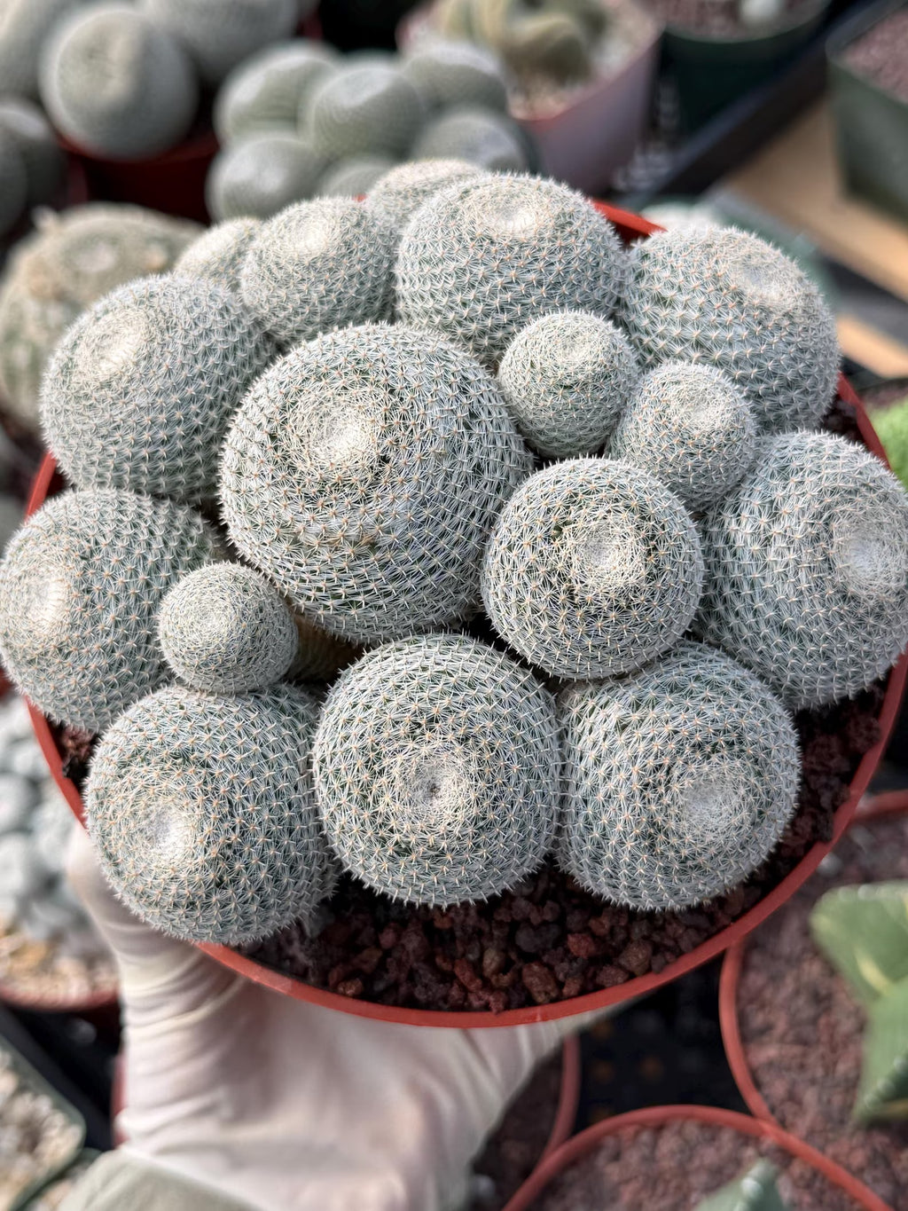 Mammillaria Perbella Cluster #427 | Rare Specimen Live Cactus