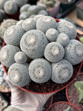 Mammillaria Perbella Cluster #427 | Rare Specimen Live Cactus