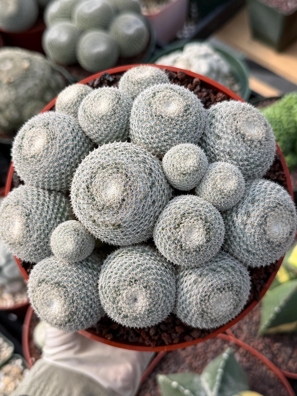 Mammillaria Perbella Cluster #427 | Rare Specimen Live Cactus