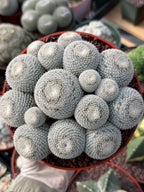 Mammillaria Perbella Cluster #427 | Rare Specimen Live Cactus