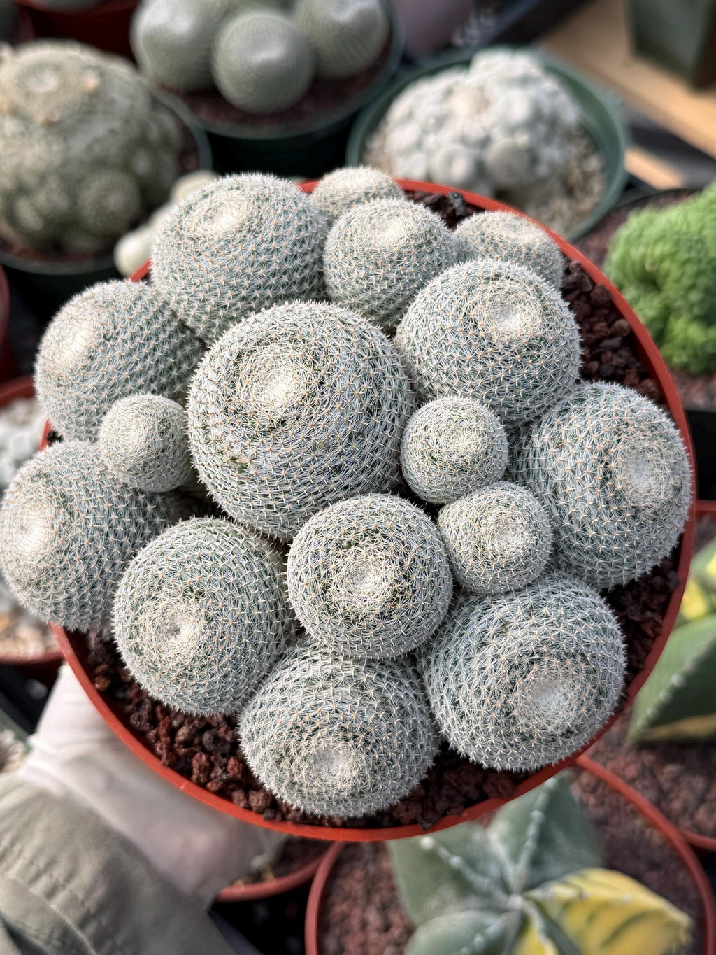 Mammillaria Perbella Cluster #427 | Rare Specimen Live Cactus